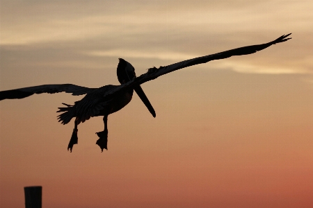 Silhouette bird wing sunset Photo