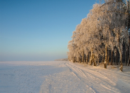 Landscape tree nature forest Photo