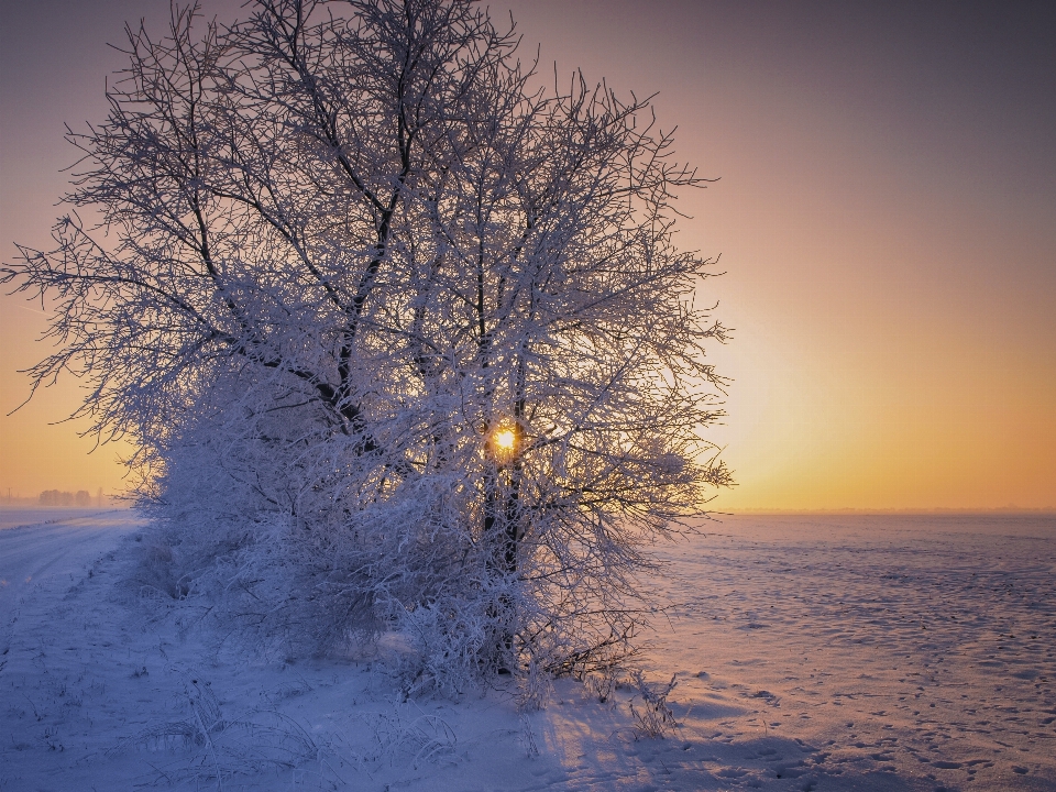 Paysage arbre nature bifurquer