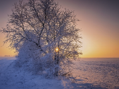 Landscape tree nature branch Photo