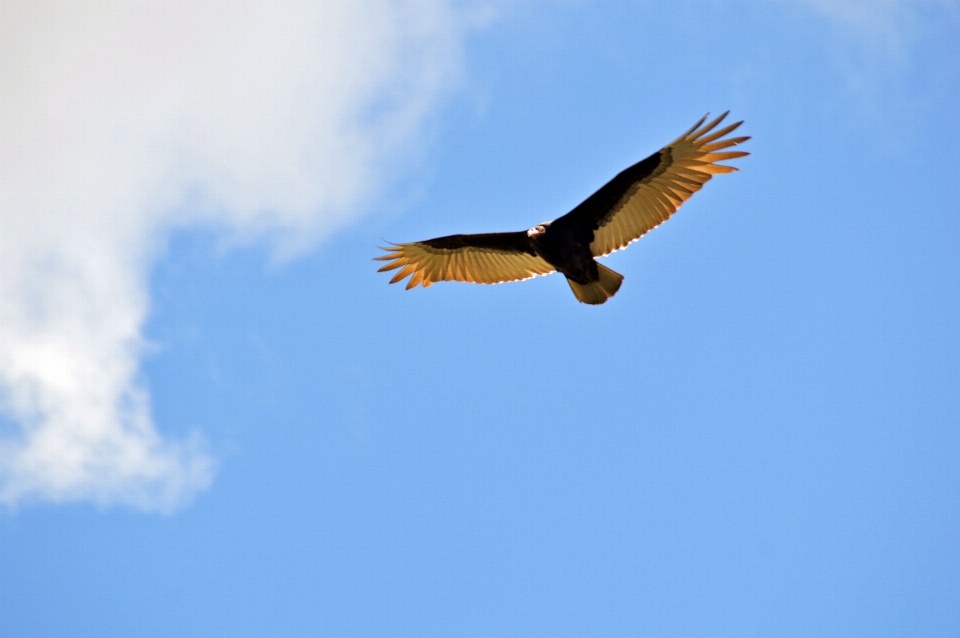 Burung sayap langit penerbangan