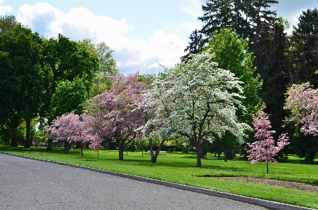 Tree nature outdoor blossom Photo