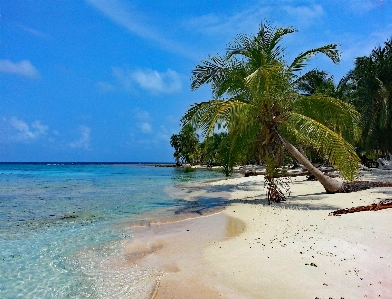 Beach sea coast tree Photo