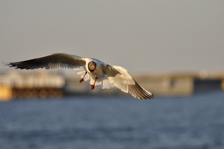 Sea water bird wing Photo