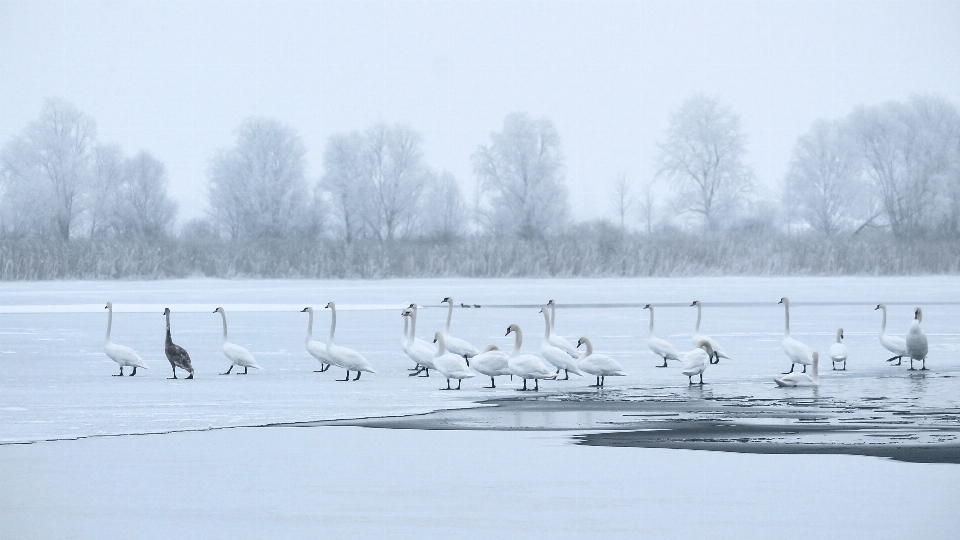 Krajobraz śnieg zimno zima