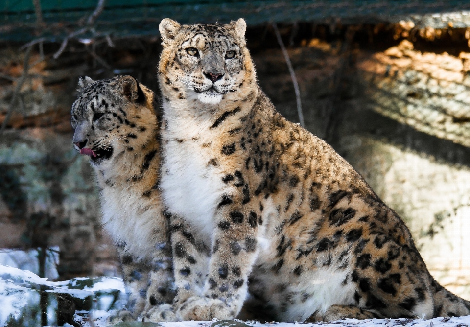 Animal fauna silvestre zoo gato