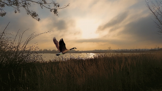 Photo Arbre nature herbe oiseau