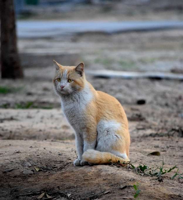 自然 動物 野生動物 野生