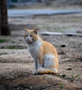 Foto Natura animale animali selvatici selvaggio