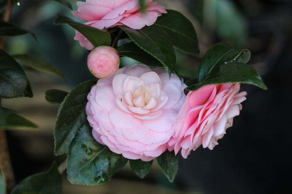 Blossom plant flower petal