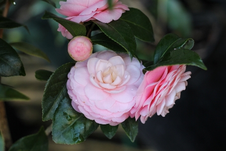 Blossom plant flower petal Photo