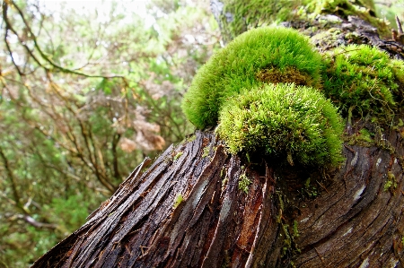 Tree nature forest grass Photo