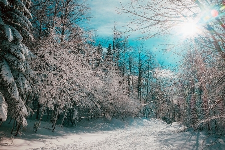 Landscape tree nature forest Photo