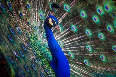 Bird wing green beak Photo