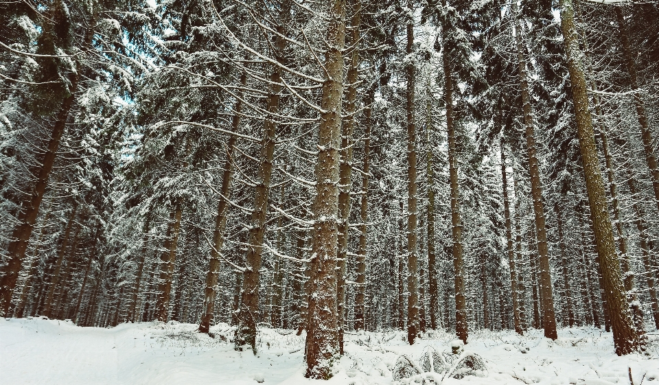 Tree forest branch snow