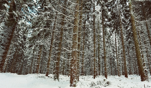 Zdjęcie Drzewo las oddział śnieg