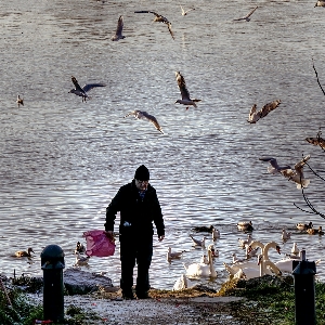 海 水 鳥 野生動物 写真