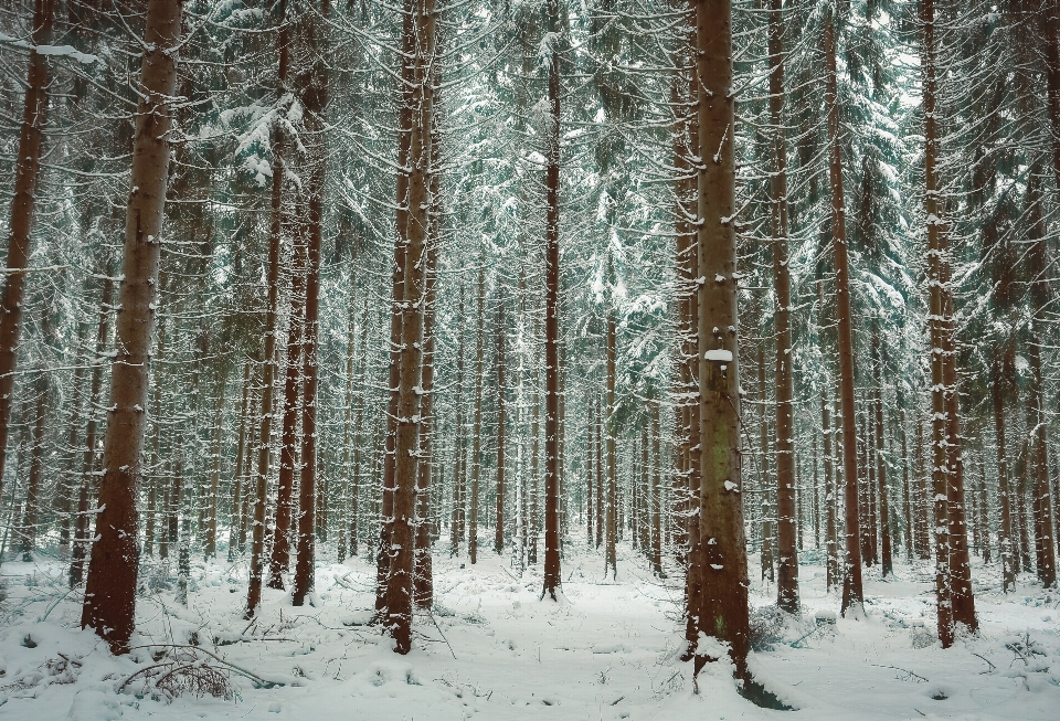 Paysage arbre nature forêt