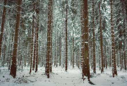 Landscape tree nature forest Photo