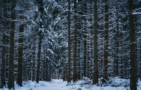 Tree forest branch snow Photo