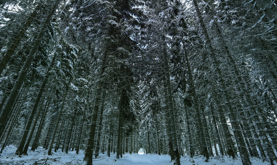 Paysage arbre nature forêt