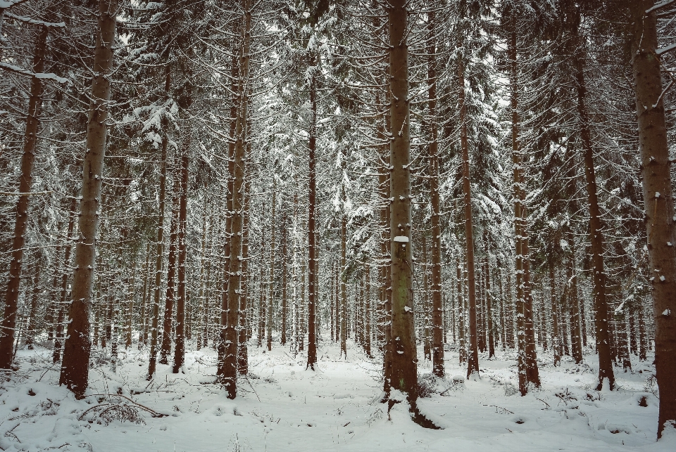 árbol bosque rama nieve