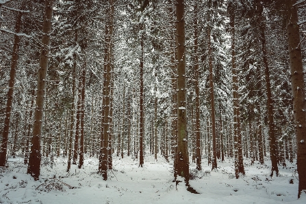 Tree forest branch snow Photo