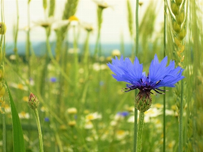 Nature grass blossom plant Photo