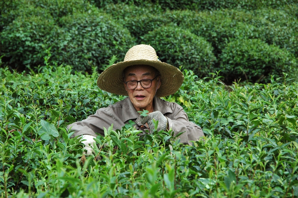 男人 森林 草 植物