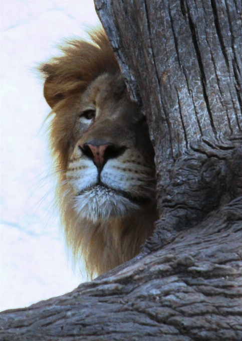 Tier männlich tierwelt wild