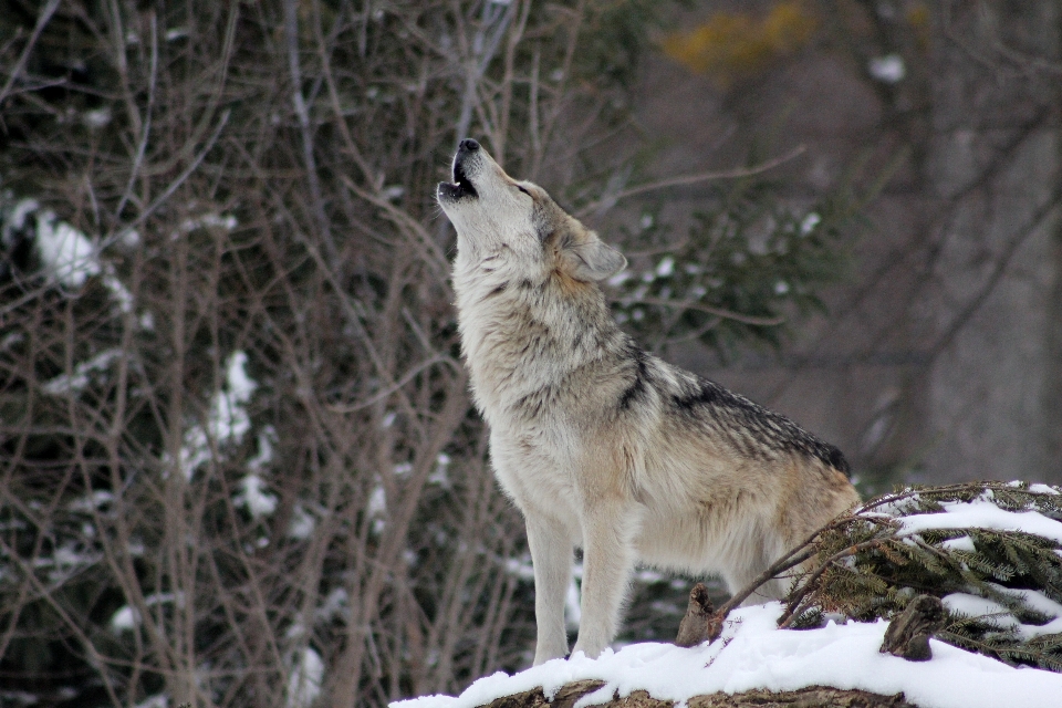 Nature neige hiver animal