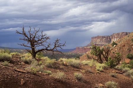 Landscape tree nature rock Photo