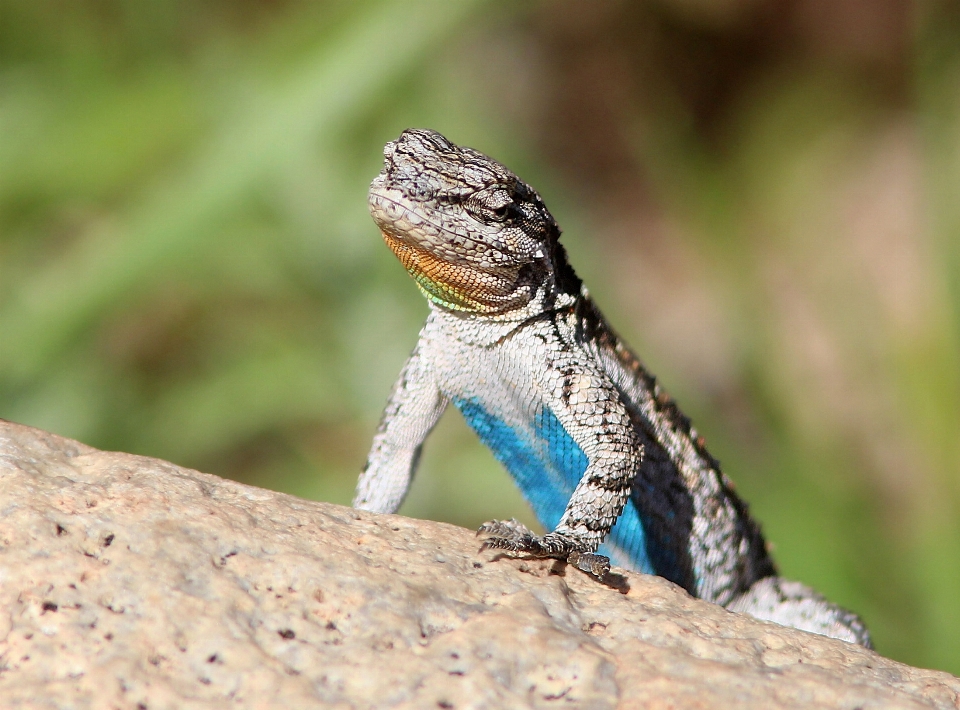 Natura rock guardare animali selvatici