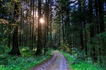 Foto Paisagem árvore natureza floresta