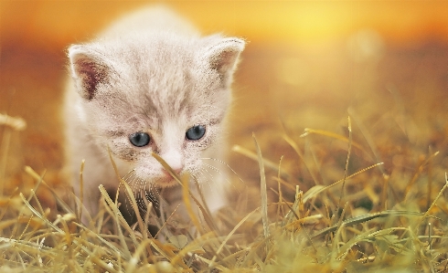 Grass sweet animal cute Photo