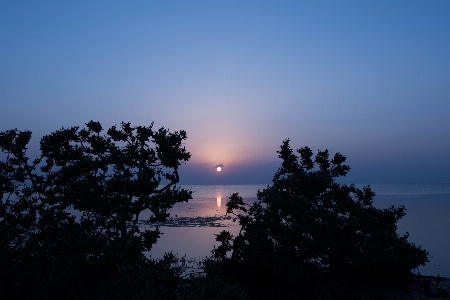 海 树 自然 地平线 照片