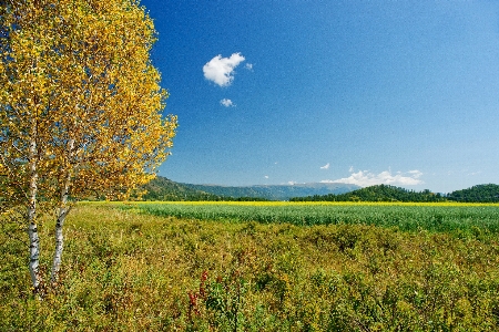 Landscape tree nature grass Photo