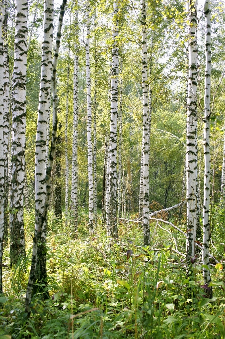 Landscape tree nature forest