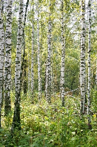 Landscape tree nature forest Photo