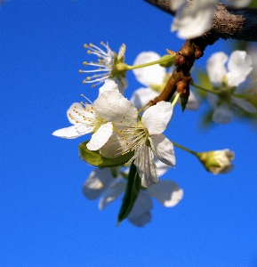 Tree nature branch blossom Photo