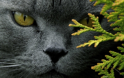 Foto Grama gato mamífero preto