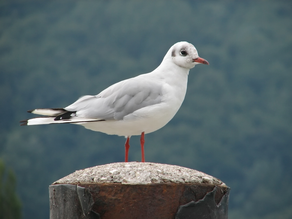 Eau nature oiseau aile