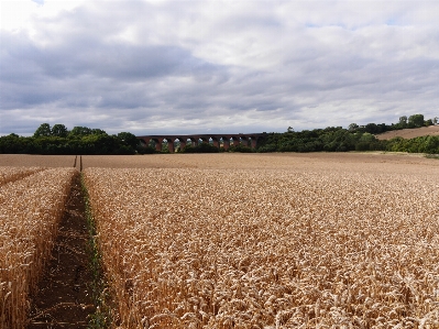 Plant field farm wheat Photo