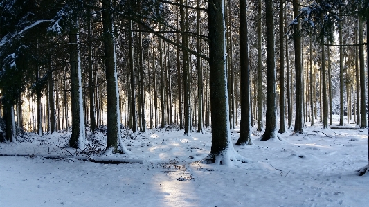 Landscape tree nature forest Photo