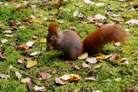 Photo Forêt animal faune sauvage