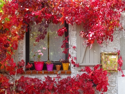 Tree plant house flower Photo