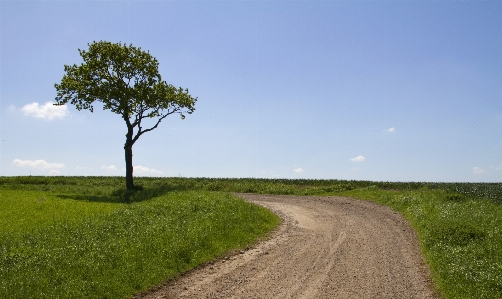 Landscape tree grass horizon Photo