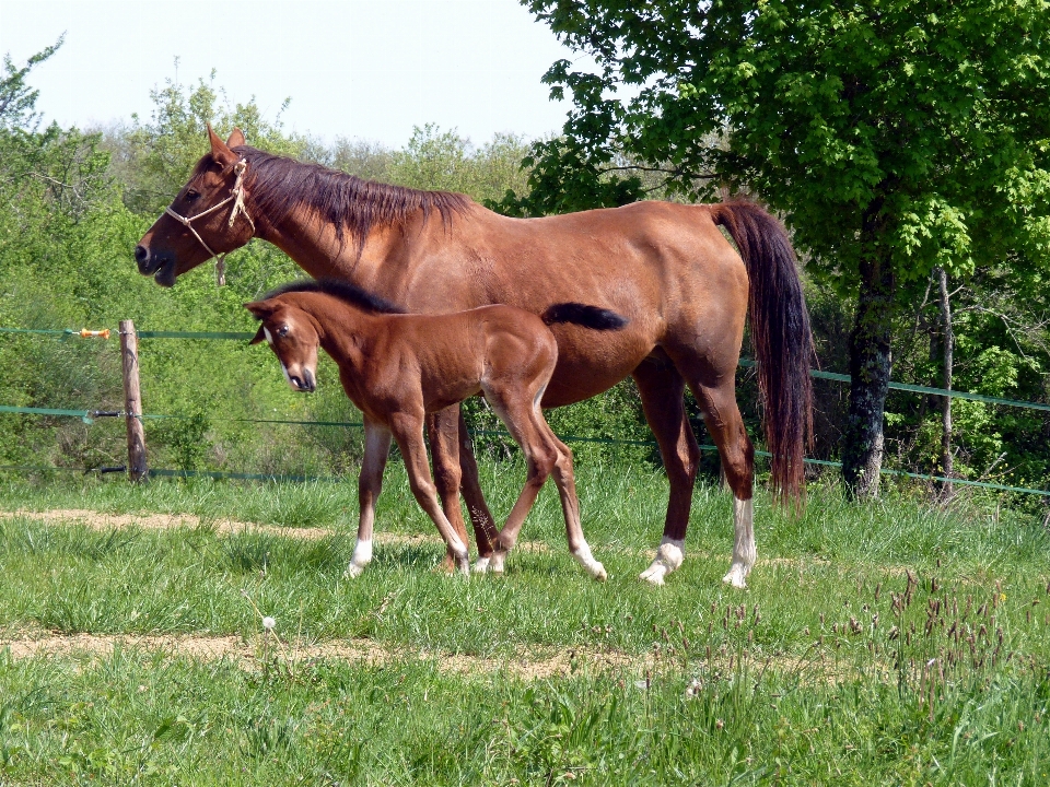 Prairie
 pâturage
 ranch
 cheval