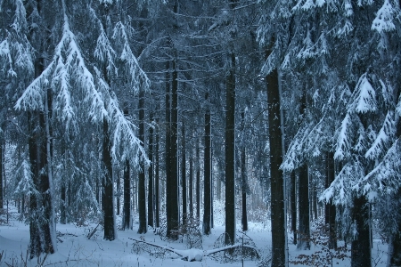 Landscape tree nature forest Photo