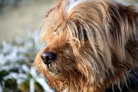 Foto Nieve invierno cabello vista